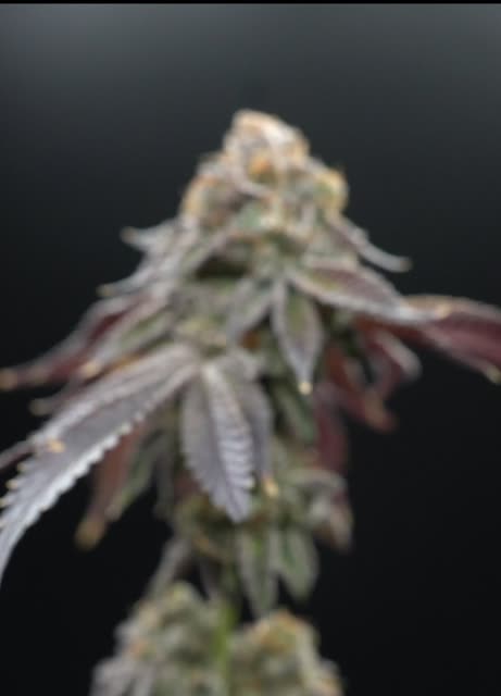 Cannabuzz Danksquared