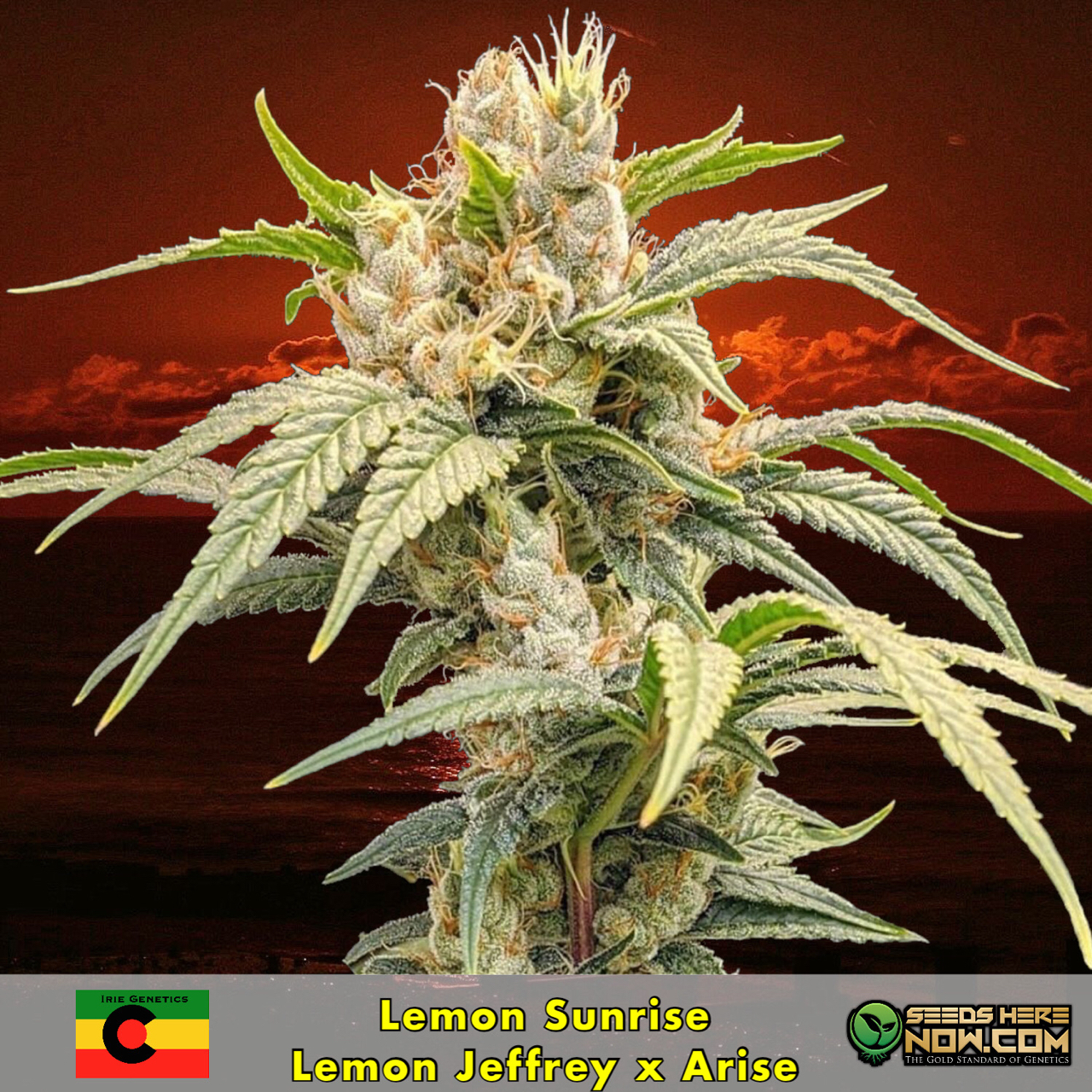 Seedsherenow S Post It goes to amsterdam and such. idukki and other parts of kerala, although, have remained the chief smuggling centres. cannabuzz