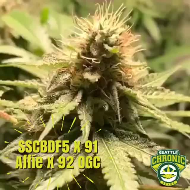 Pure Blanco Cookies Strain Seedsherenow S Post