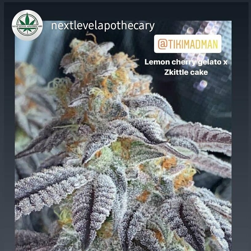 CannaBuzz Tikimadman