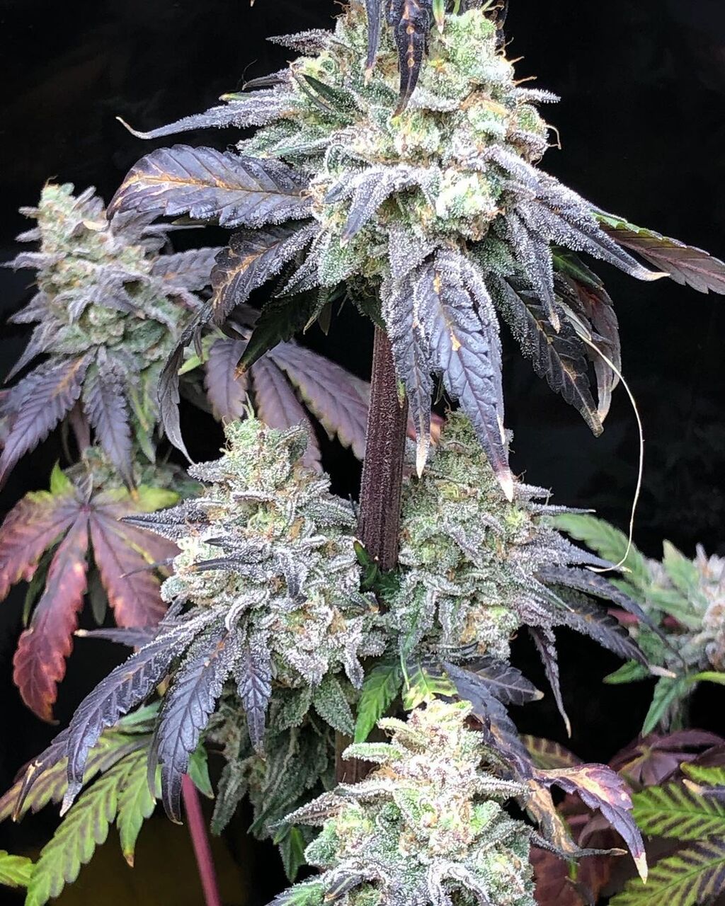 CannaBuzz Tikimadman